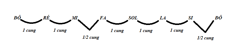 cung và nửa cung